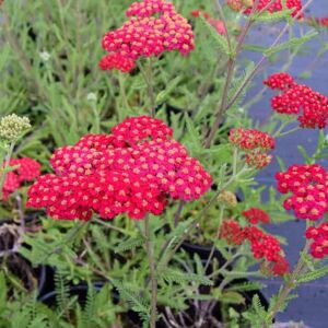 Achillea millefolium 'Paprika' ---